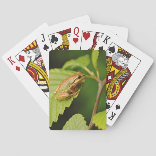 Jeu De Cartes USA, Washington, Seattle, Discovery Park (dos)