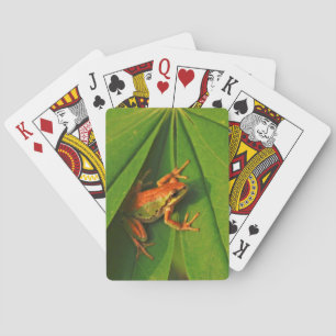 Jeu De Cartes USA, Washington, Seattle, Discovery Park 2