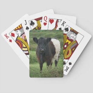 Jeu De Cartes Vache galloway à ceinture