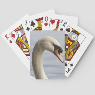 Jeu De Cartes Vancouver, Parc Stanley, Cygne tuberculé (Cygnus o