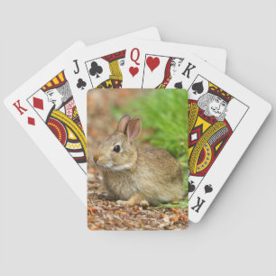 Jeu De Cartes WA, Redmond, East Cottontail bébé lapin