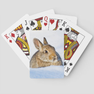Jeu De Cartes Wyoming, comté de Sublette, lapin de Nuttall