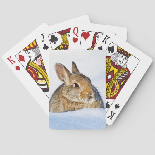 Jeu De Cartes Wyoming, comté de Sublette, lapin de Nuttall (dos)