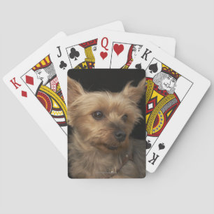 Jeu De Cartes Yorkshire terrier à poils courts regardant vers la