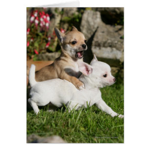 Jeu de chiot de chiwawa