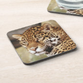 Jeu de Dessous de verre Jaguar (Côté gauche)