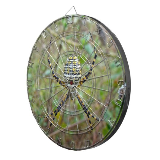 Jeu De Fléchettes Argiope trifasciata Orb Weaver Spider (Devant droit)