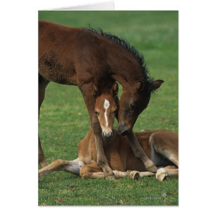 Jeu de poulains de Morgan