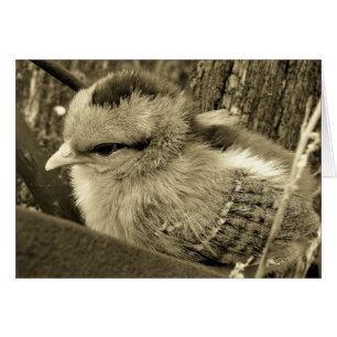 Jeu de poussins dans le jardin