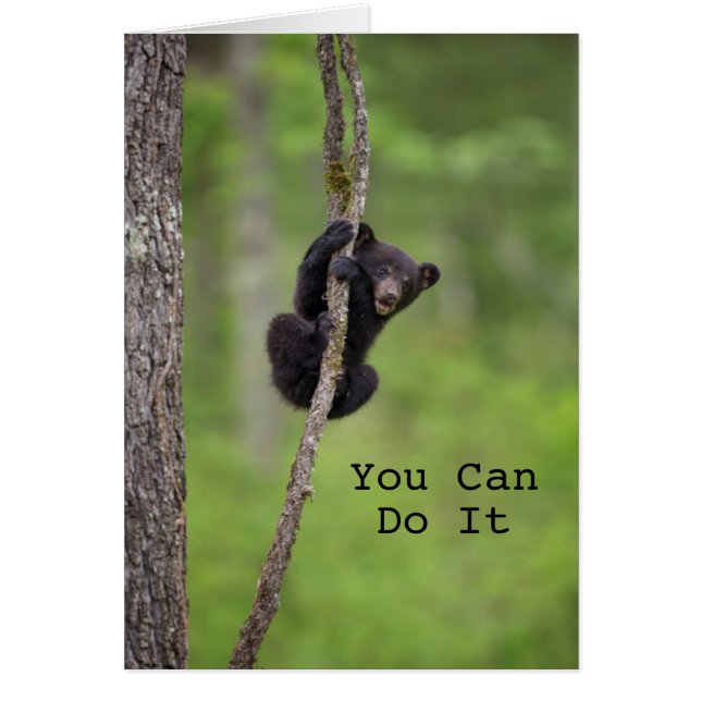 Jeu d'oursons noirs, Tennessee (Devant)