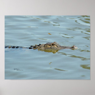 Jeune affiche d'alligator