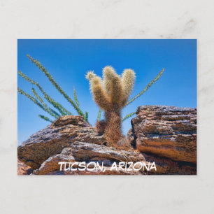 Jeune Cactus Cholla Ours en Peluche, Carte Postale
