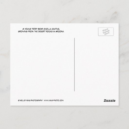 Jeune Cactus Cholla Ours Teddy, Carte Postale d'Ar (Dos)