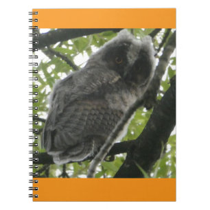 Jeune Carnet photo de hibou à oreilles longues