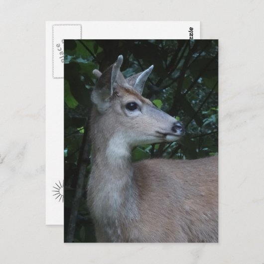 Jeune carte postale à queue noire de mâle (Devant / Derrière)
