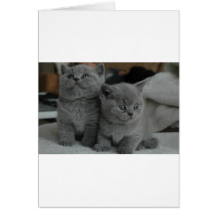jeune chaton animal familier ronronnement miaou mi