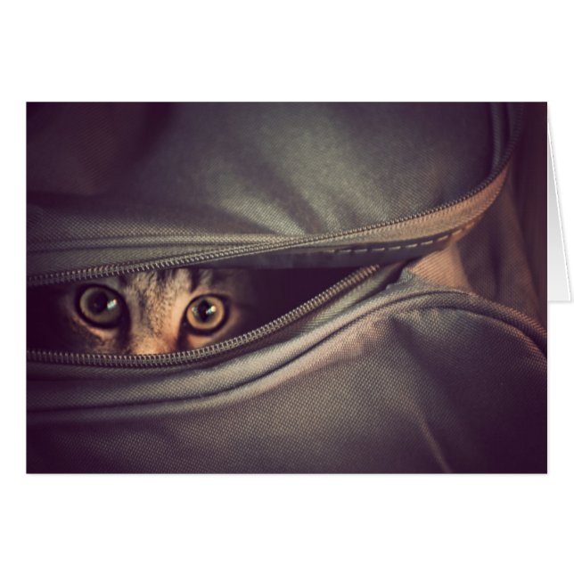 Jeune chaton tigré (Devant horizontal)