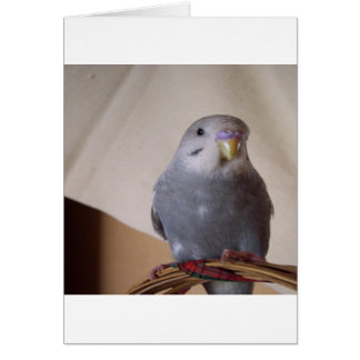 jeune coussin bleu budgie