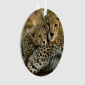 Jeune guépard câlinant sa mère (devant)