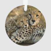 Jeune guépard câlinant sa mère (dos)