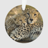 Jeune guépard câlinant sa mère (devant)