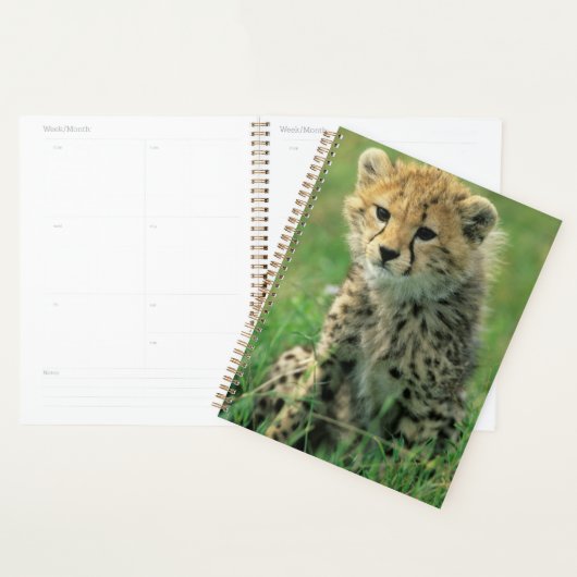Jeune guépard flou (Devant avec enveloppe)