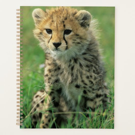 Jeune guépard flou (Devant)