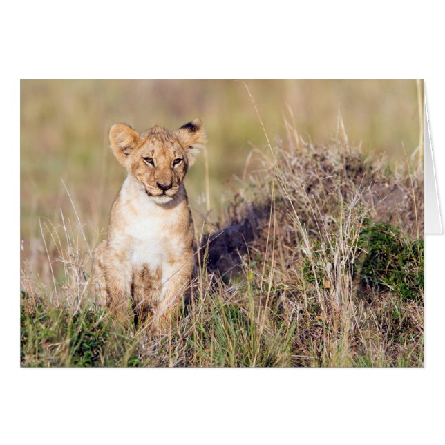Jeune lion (Devant Horizontal)