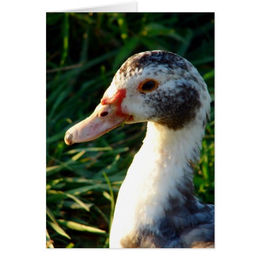 Jeune Muscovy Hen Duck (Devant)