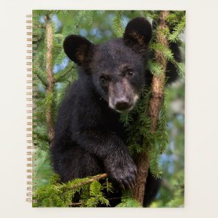 Jeune ours noir jouant dans les arbres