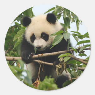 Jeune panda géant - autocollants