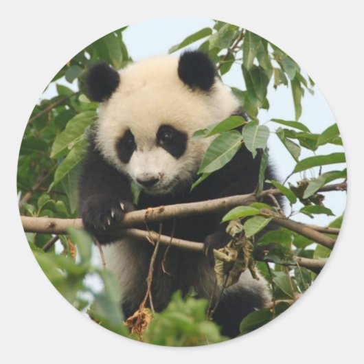 Jeune panda géant - autocollants (Devant)