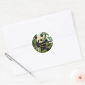 Jeune panda géant - autocollants (Enveloppe)