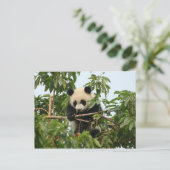 Jeune panda géant - carte postale (Debout devant)