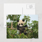 Jeune panda géant - carte postale (Devant / Derrière)