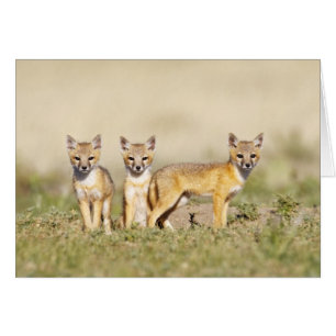 Jeune Renard véloce (Vulpes macrotis) au terrier,