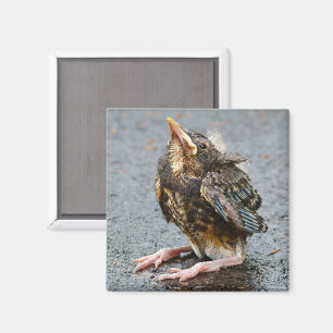 Jeune Robin Magnet