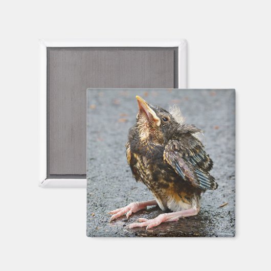 Jeune Robin Magnet (Recto/Verso)