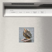 Jeune Robin Magnet (In Situ (Lave-vaisselle))