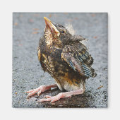 Jeune Robin Magnet (Devant)