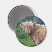 Jeune vache des Highlands aimant (Recto/Verso)