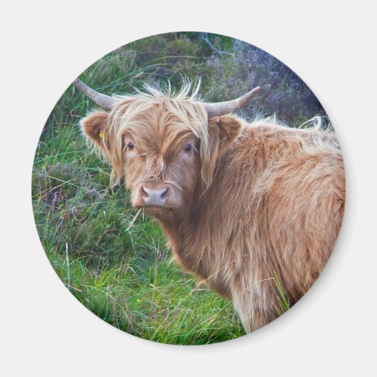 Jeune vache des Highlands aimant (Devant)