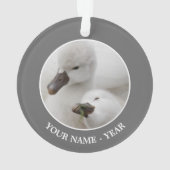 Jeunes cygnes de cygne muet (dos)