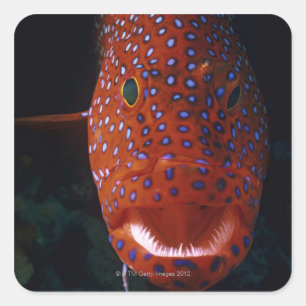 Jewel Grouper, Cephalopholis miniata Vierkante Sticker