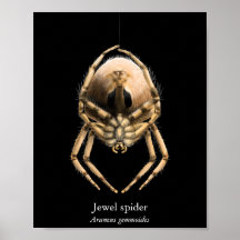 Jewel Spider Poster (Halfglans)