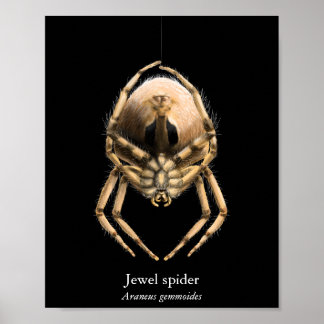 Jewel Spider Poster (Halfglans)