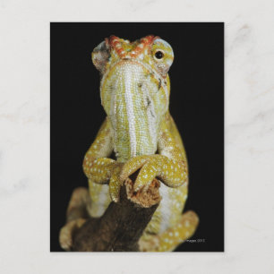Jeweled chameleon of Campan's chameleon Briefkaart