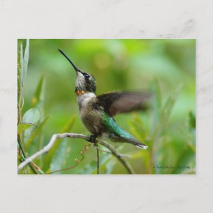 Jewels Adorn Briefkaart