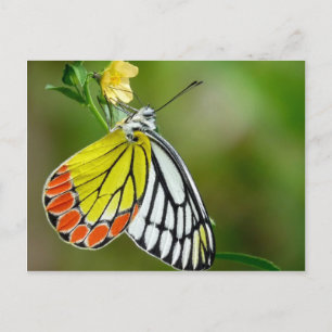 Jezebel (Delias Eucharis) Vlinder Briefkaart