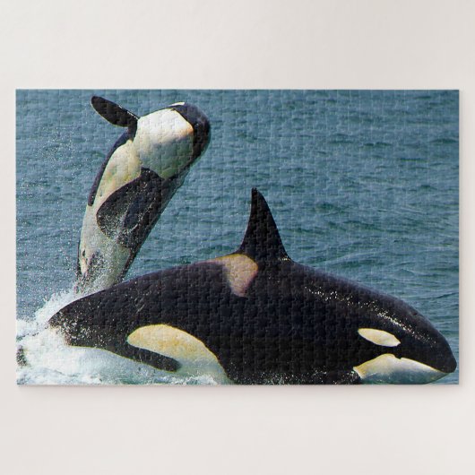 Jigsaws Orcas of Killer Whales Legpuzzel (Horizontaal)